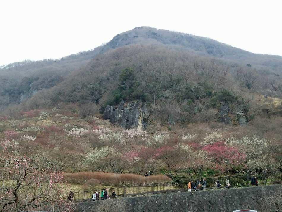 료칸 우오한 유오가와라 객실 사진